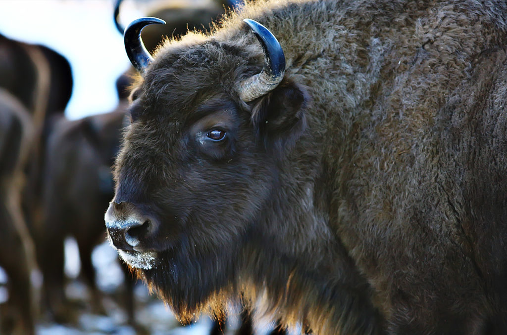 TenderBison