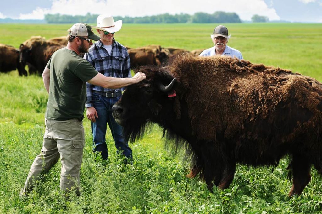 TenderBison