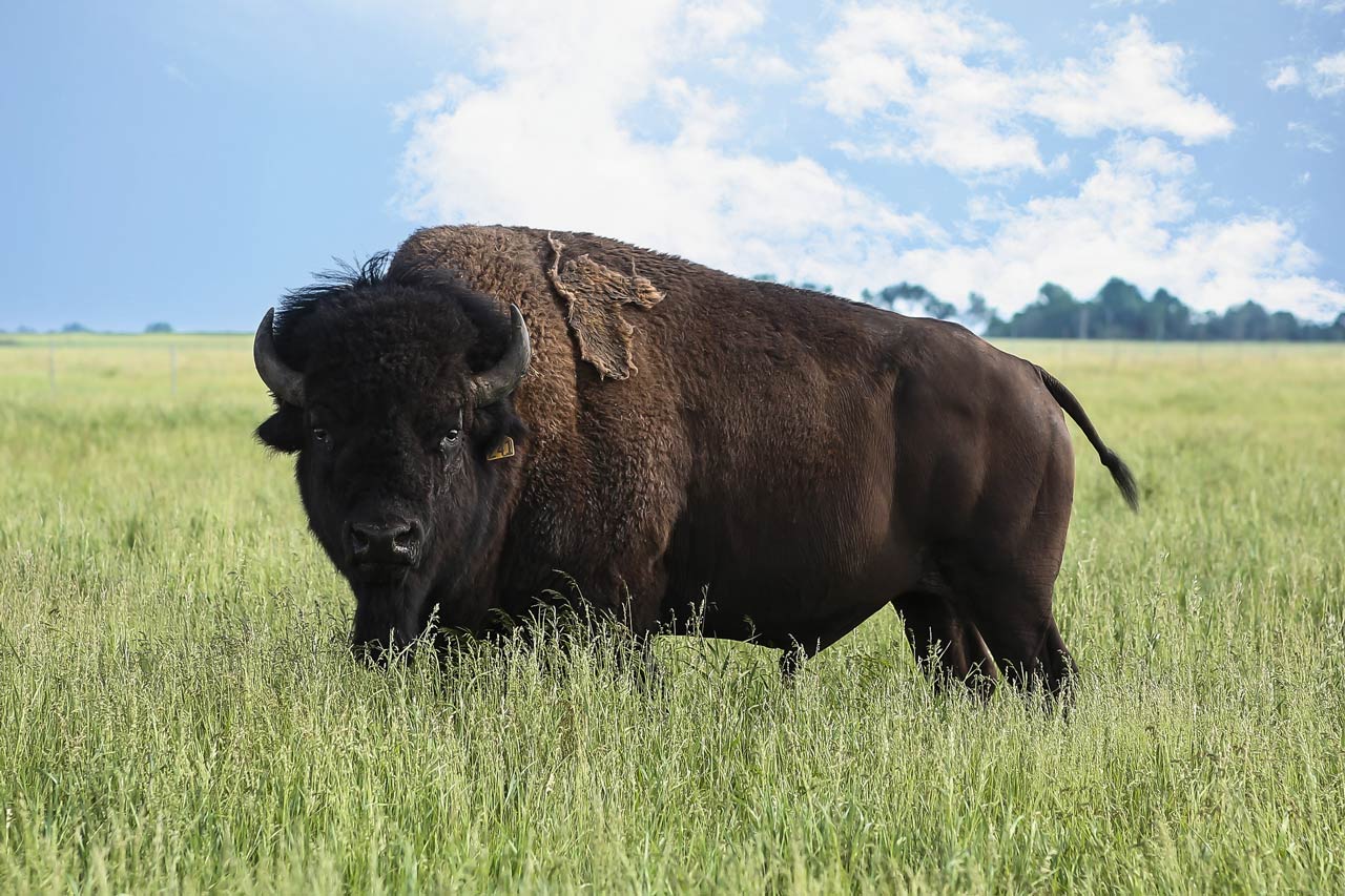 A bison in the field.