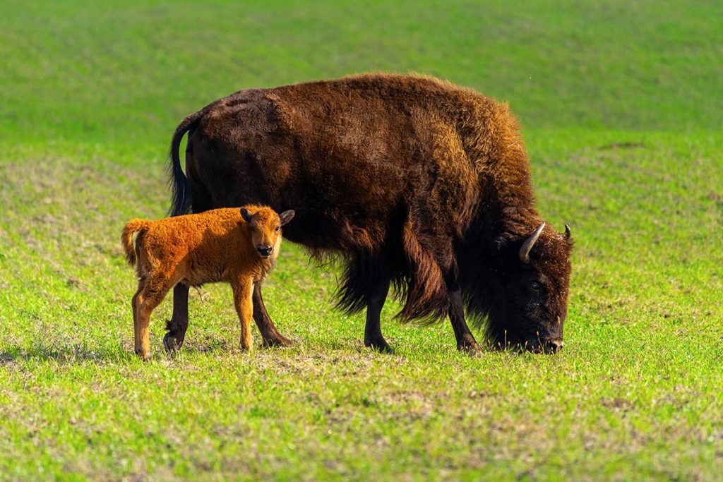 TenderBison
