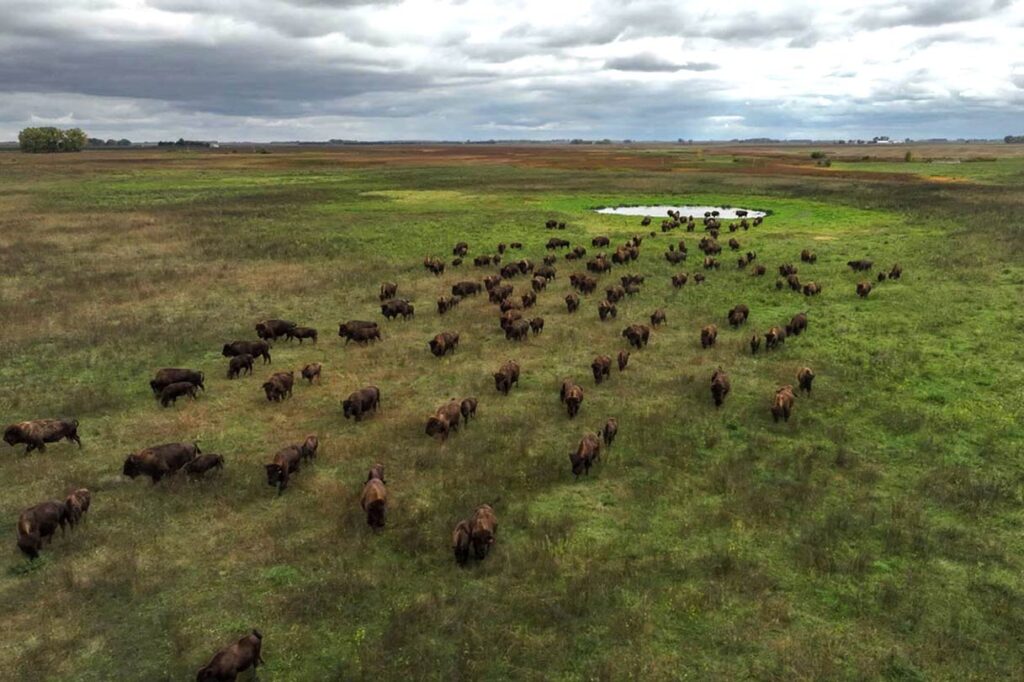 Honoring The Herd Through History